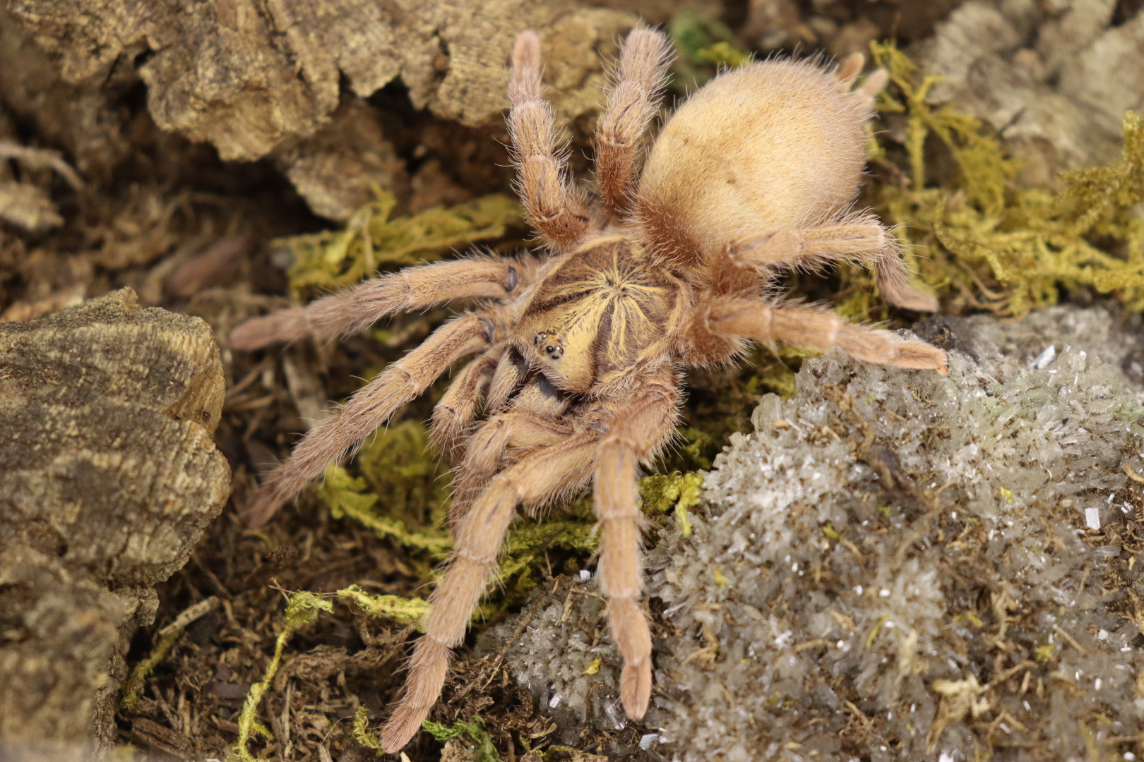 Neoholothele Incei (Trinidad Gold Tarantula)