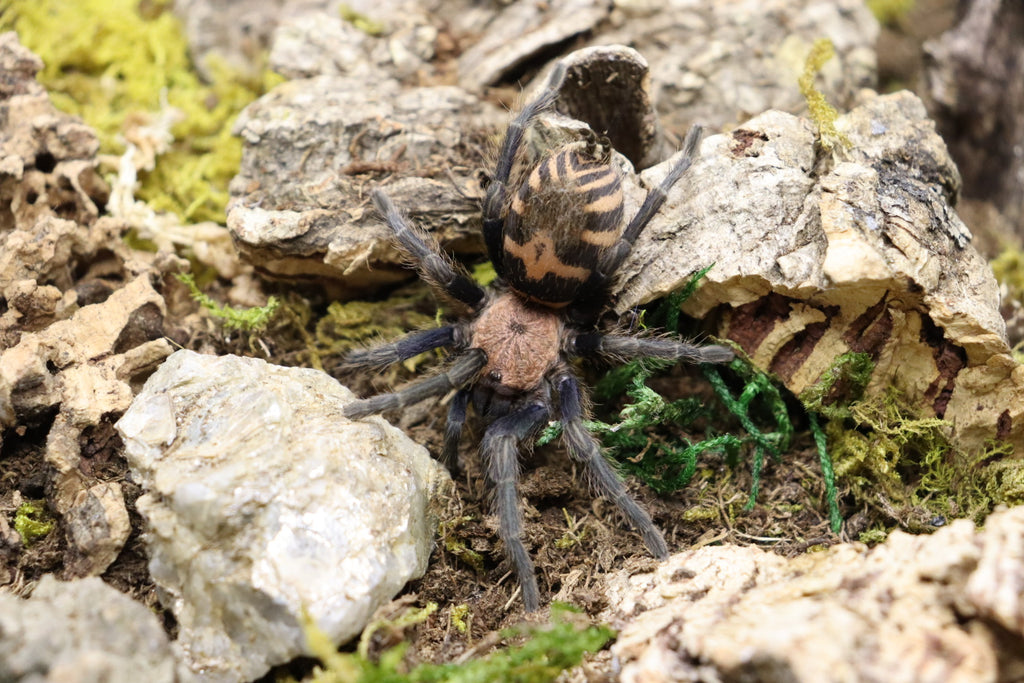 Davus Pentaloris (Guatemalan Tiger Rump Tarantula)