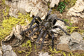 Cyriopagopus Vonwirthi (Vietnam Black Tarantula)