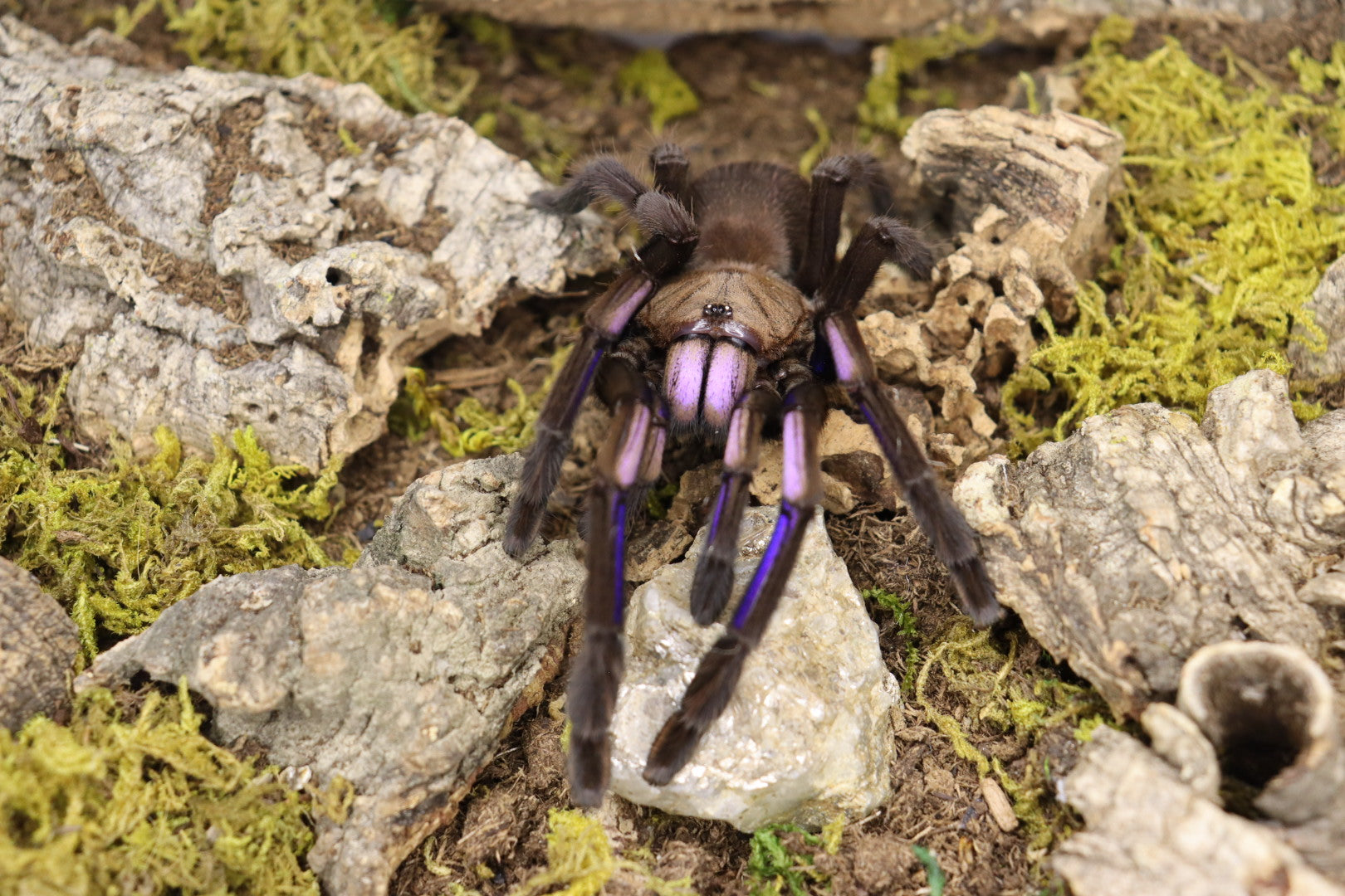 Chilobrachys Natanicharum (Electric Blue Tarantula)