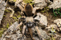 Aphonopelma Chalcodes (Arizona Blonde Tarantula)