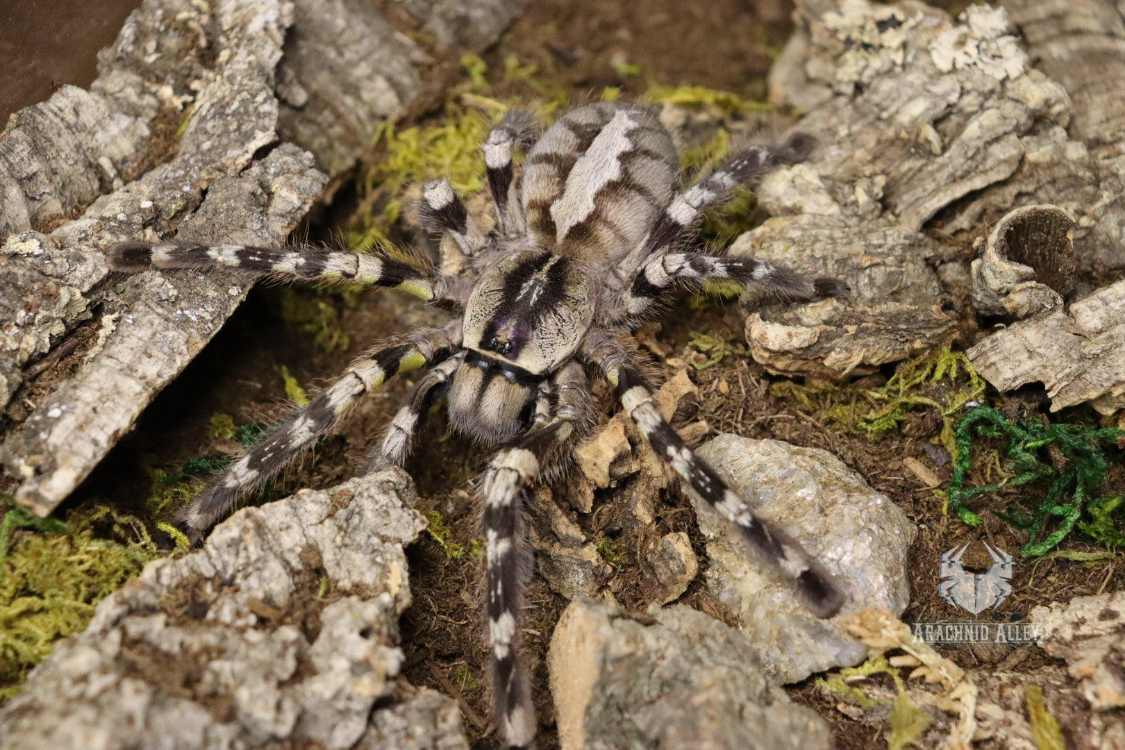Poecilotheria Regalis (Indian Ornamental Tarantula)