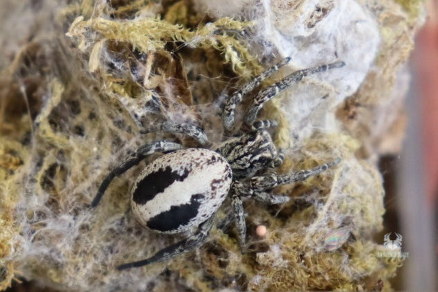 Stegodyphus Lineatus (Desert Velvet Spider)