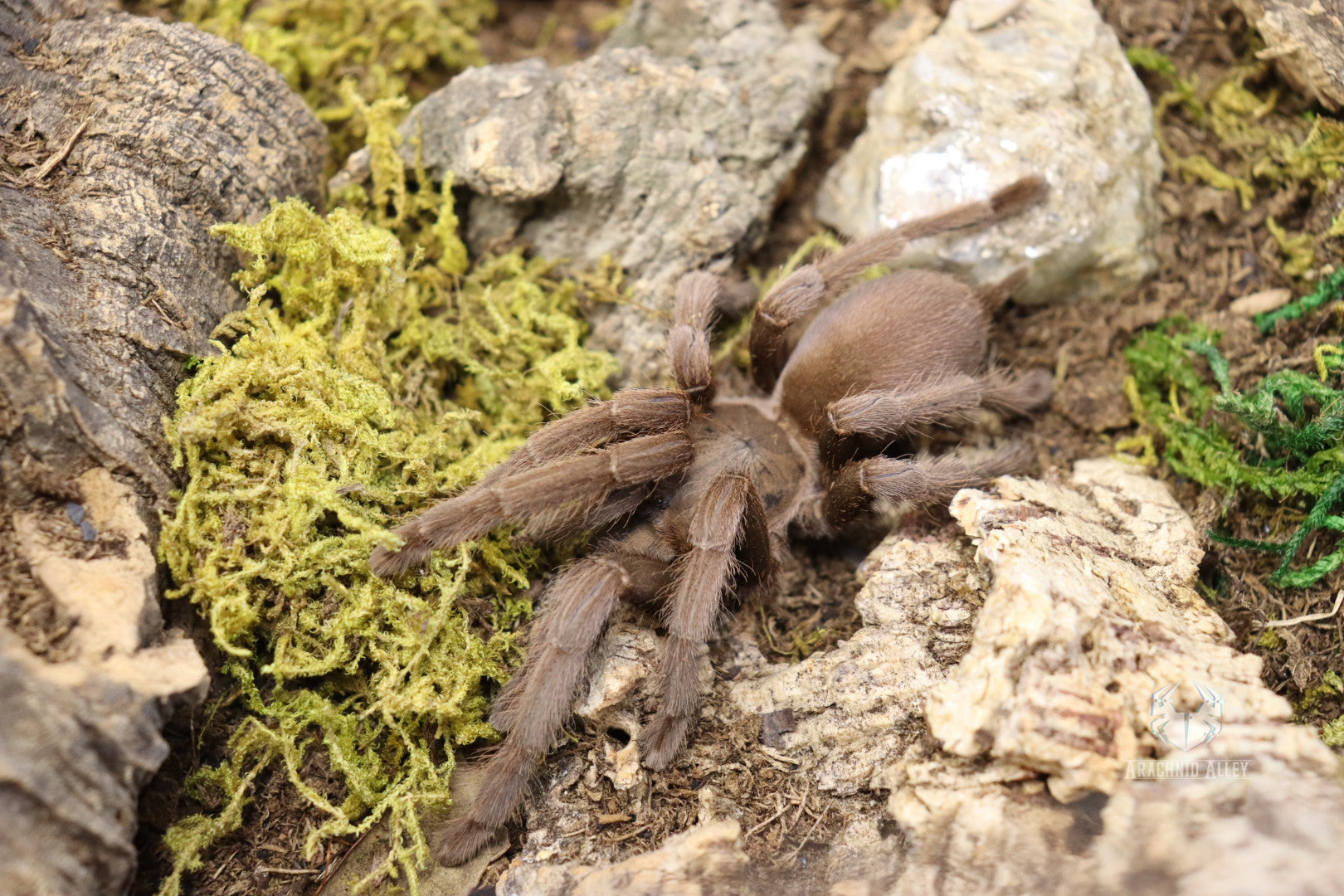 Phlogius sp. Black (Black Whistling Spider)