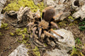 Aphonopelma Bicoloratum (Mexican Blood Leg Tarantula)
