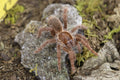 Pelinobius Muticus (King Baboon Tarantula)