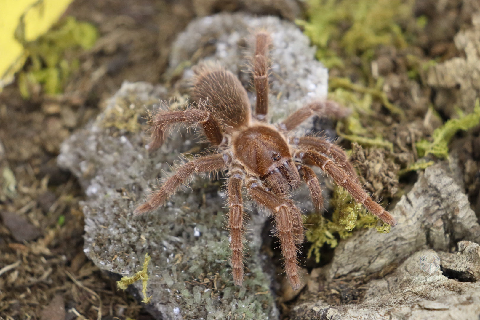 Pelinobius Muticus (King Baboon Tarantula)