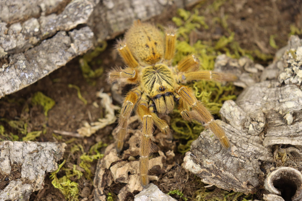 Pterinochilus Murinus (Orange Baboon Tarantula)