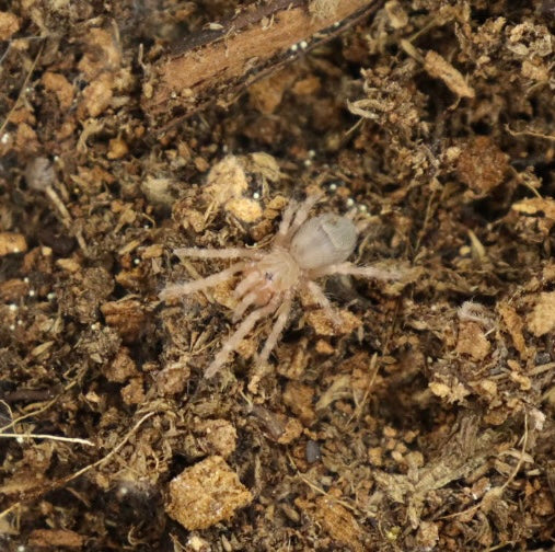 Vitalius Chromatus (Brazilian Red & White Tarantula)