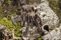 Psalmopoeus Reduncus (Costa Rican Orange Mouth Tarantula)