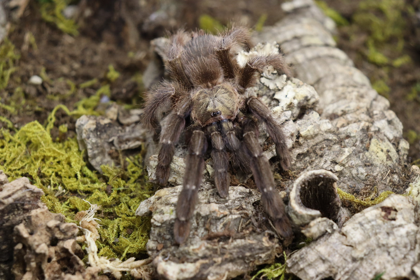 Psalmopoeus Reduncus (Costa Rican Orange Mouth Tarantula)