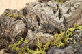 Ceratogyrus Darlingi (Rear Horned Baboon Tarantula)