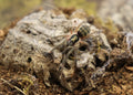 Neoholothele Incei (Trinidad Olive Tarantula)