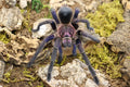 Phormictopus sp. Dominican Purple (Dominican Purple Bird-eater Tarantula)