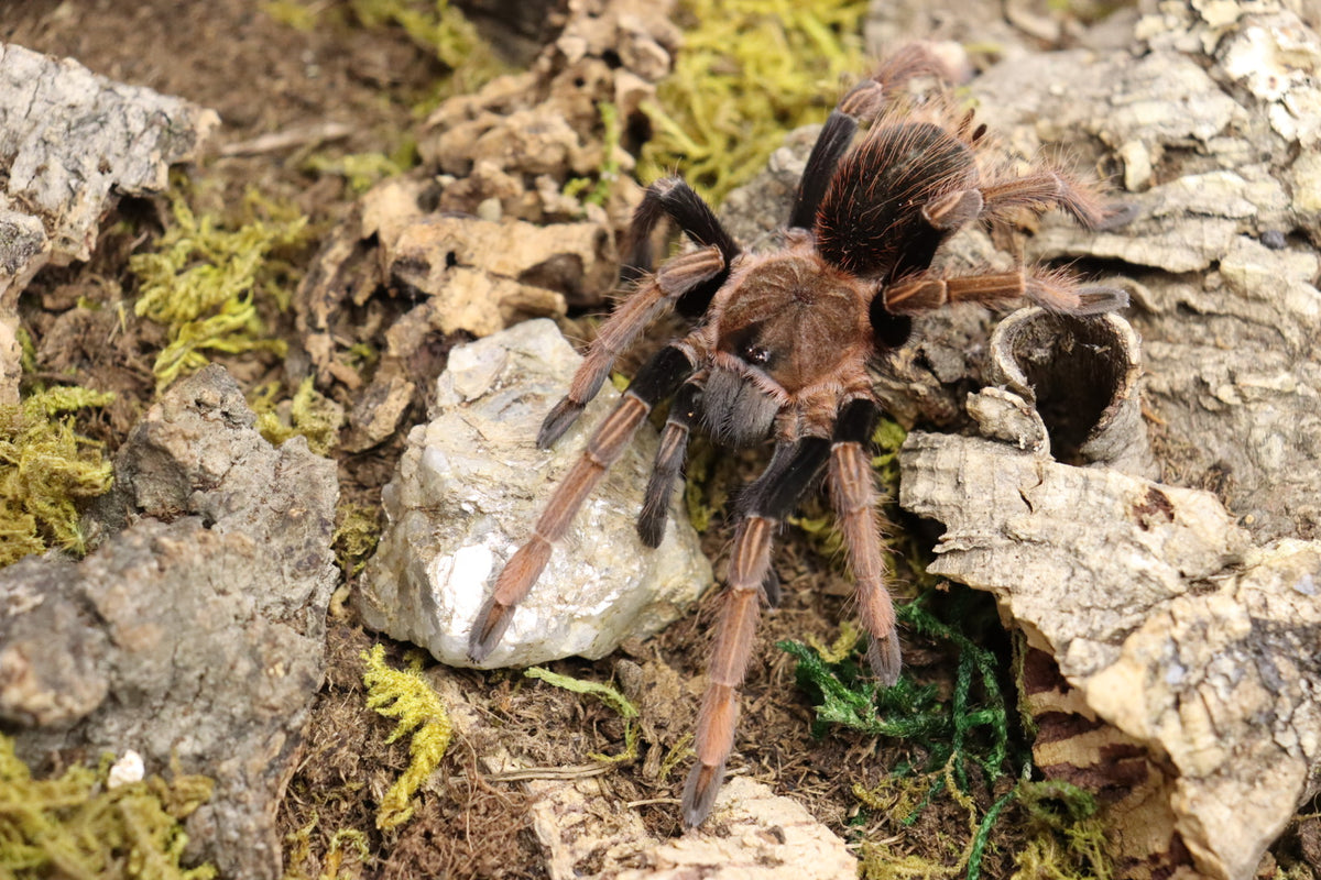 Sericopelma sp. Santa Catalina Tarantula
