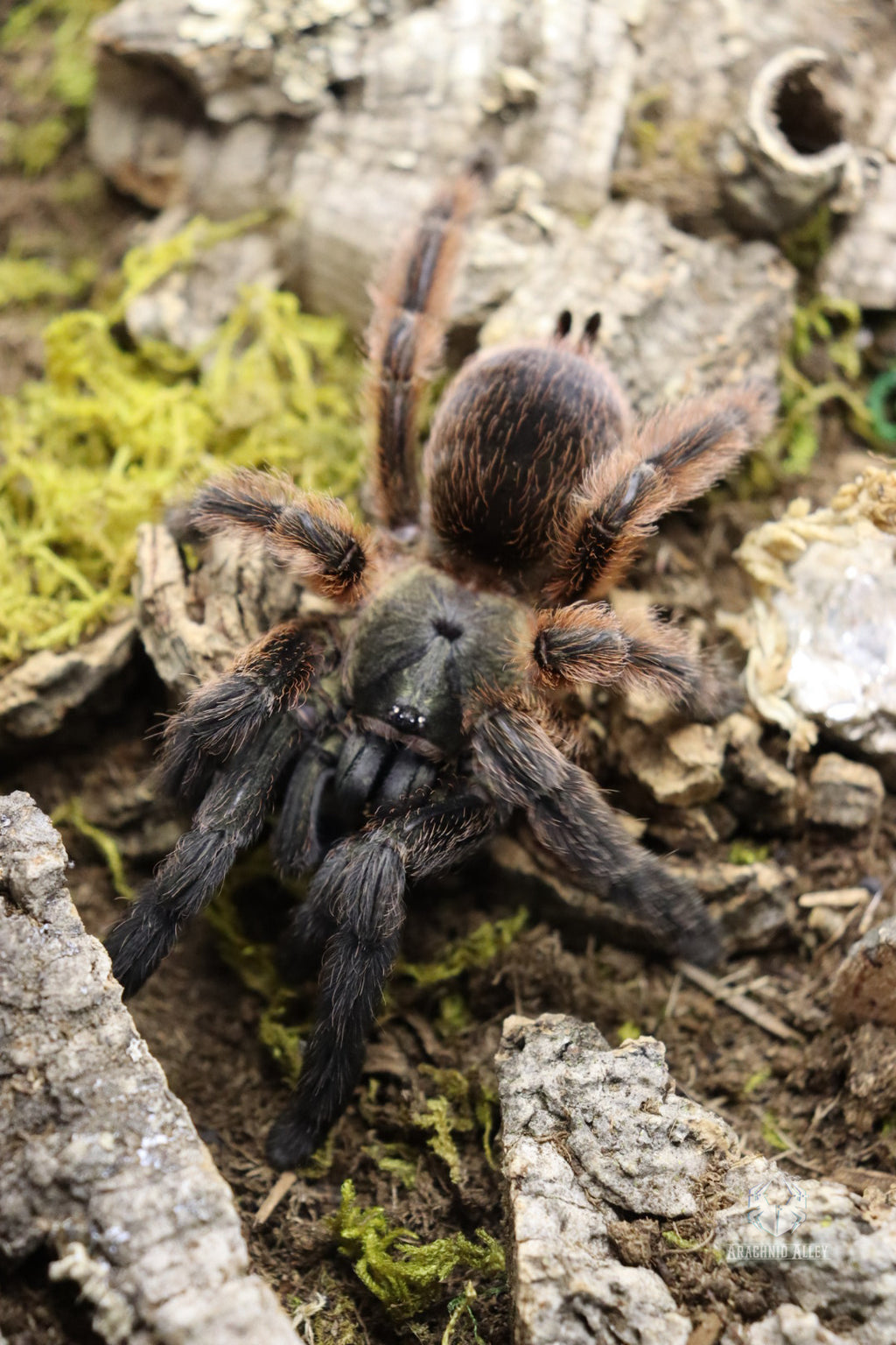 Psalmopoeous Victori (Darth Maul Tarantula)