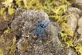 Caribena Versicolor (Antilles Pinktoe Tarantula)