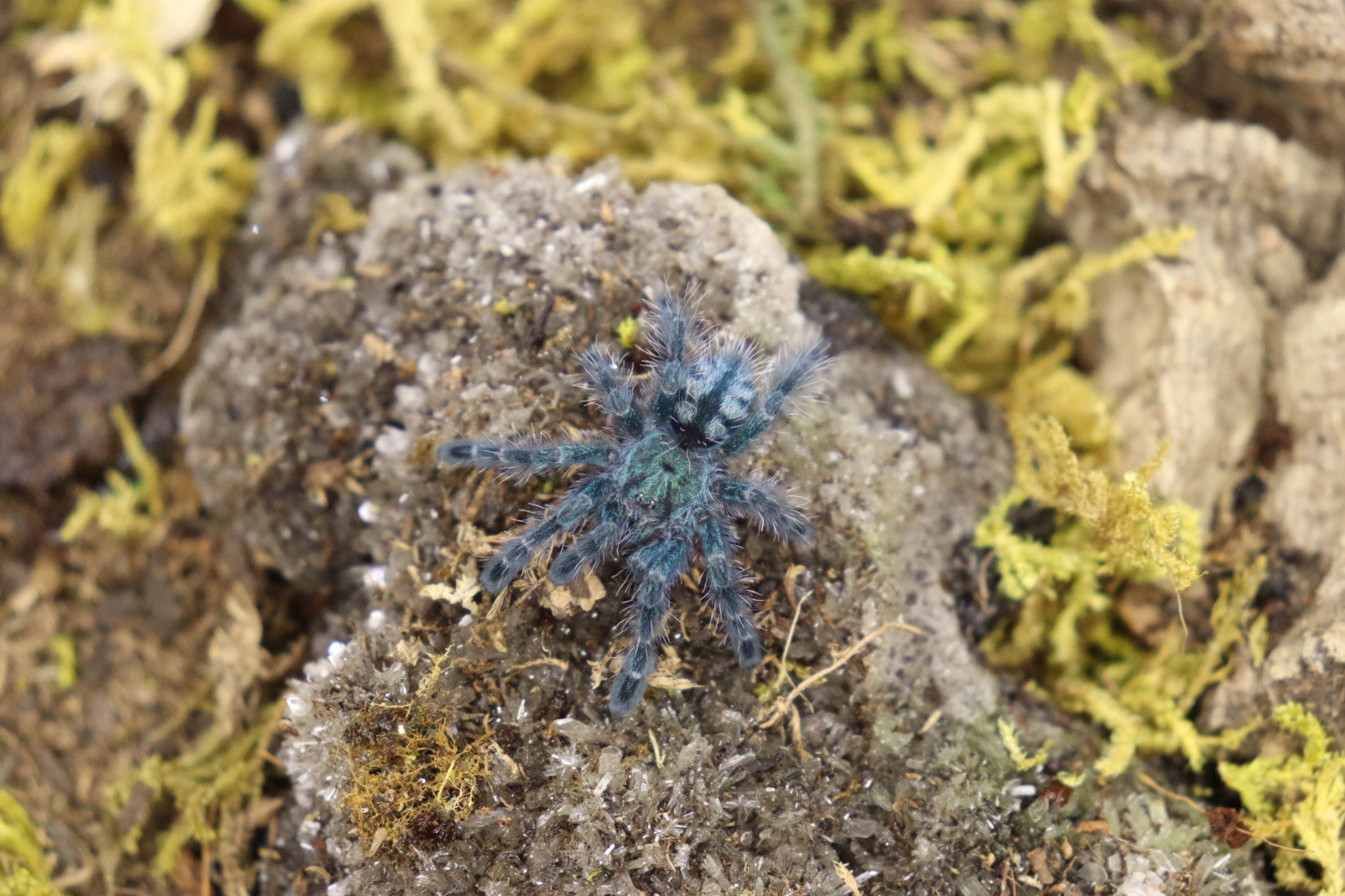 Caribena Versicolor (Antilles Pinktoe Tarantula)