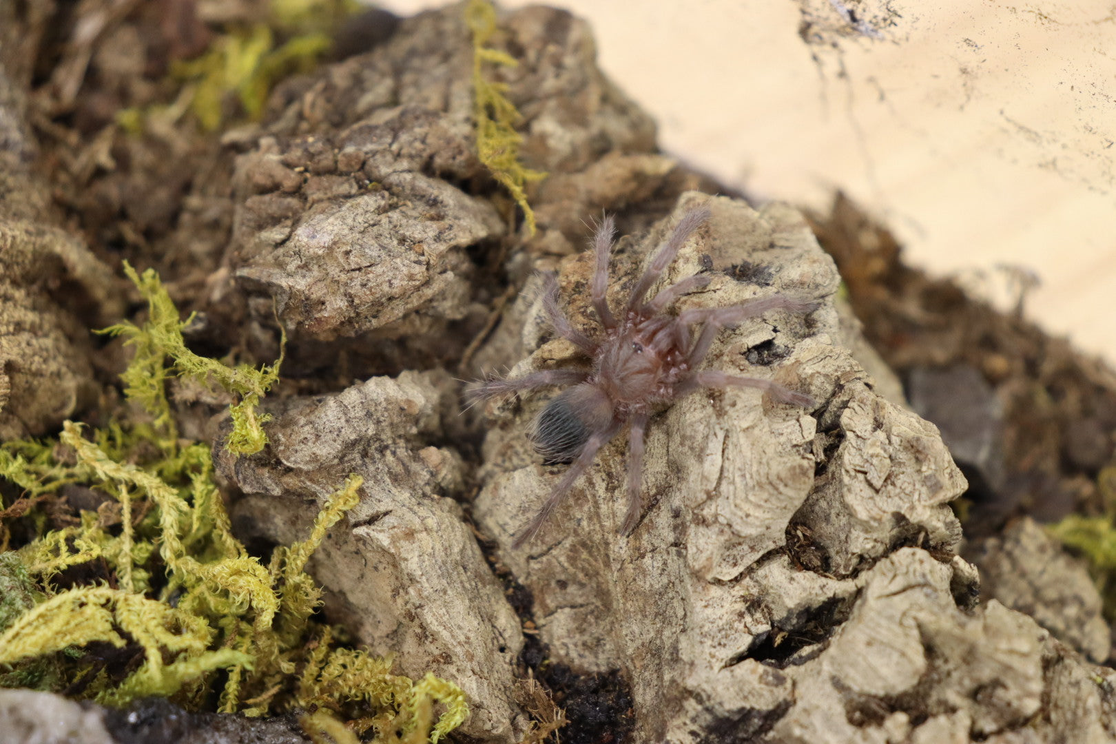 Lasiodora Parahybana (Salmon Pink Birdeater Tarantula)