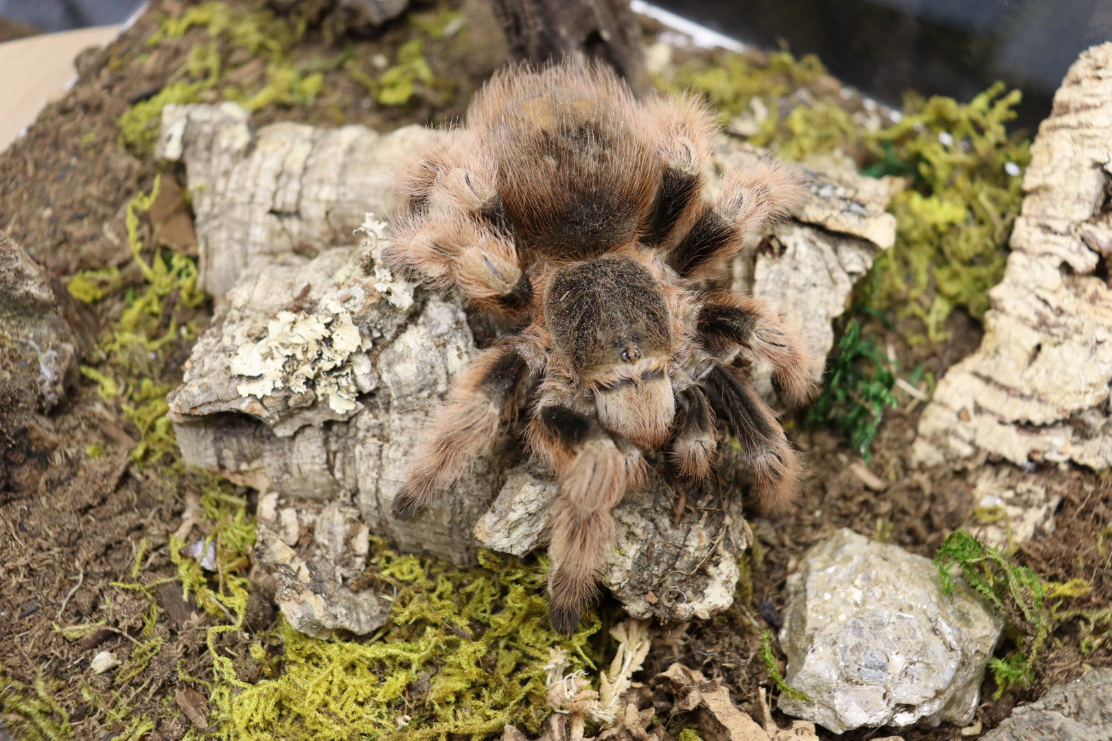 Nhandu Coloratovillosus (Brazilian Black & White Tarantula)
