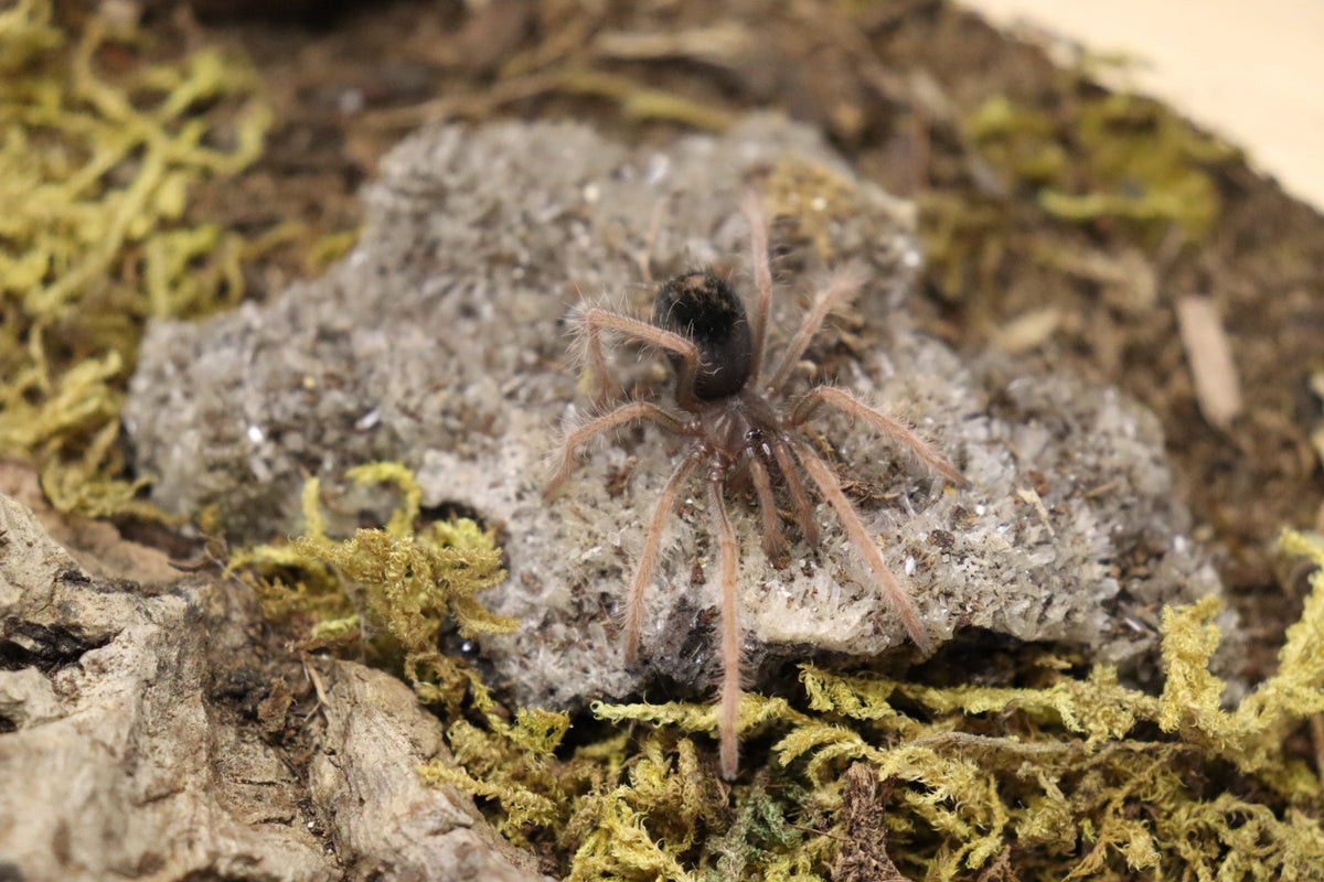 Xenesthis sp. White (Colombian Lesser White Tarantula)