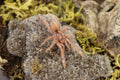 Neoholothele Incei (Trinidad Gold Tarantula)