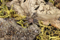 Tliltocatl Albopilosus (Curly Hair Tarantula)