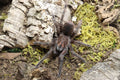 Pamphobeteus sp. Platyomma (Brazilian Pink Bloom Tarantula)