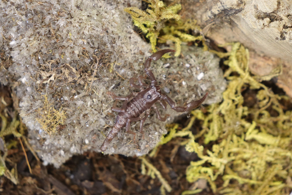 Heterometrus sp. (Asian Forest Scorpion)