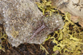 Heterometrus sp. (Asian Forest Scorpion)