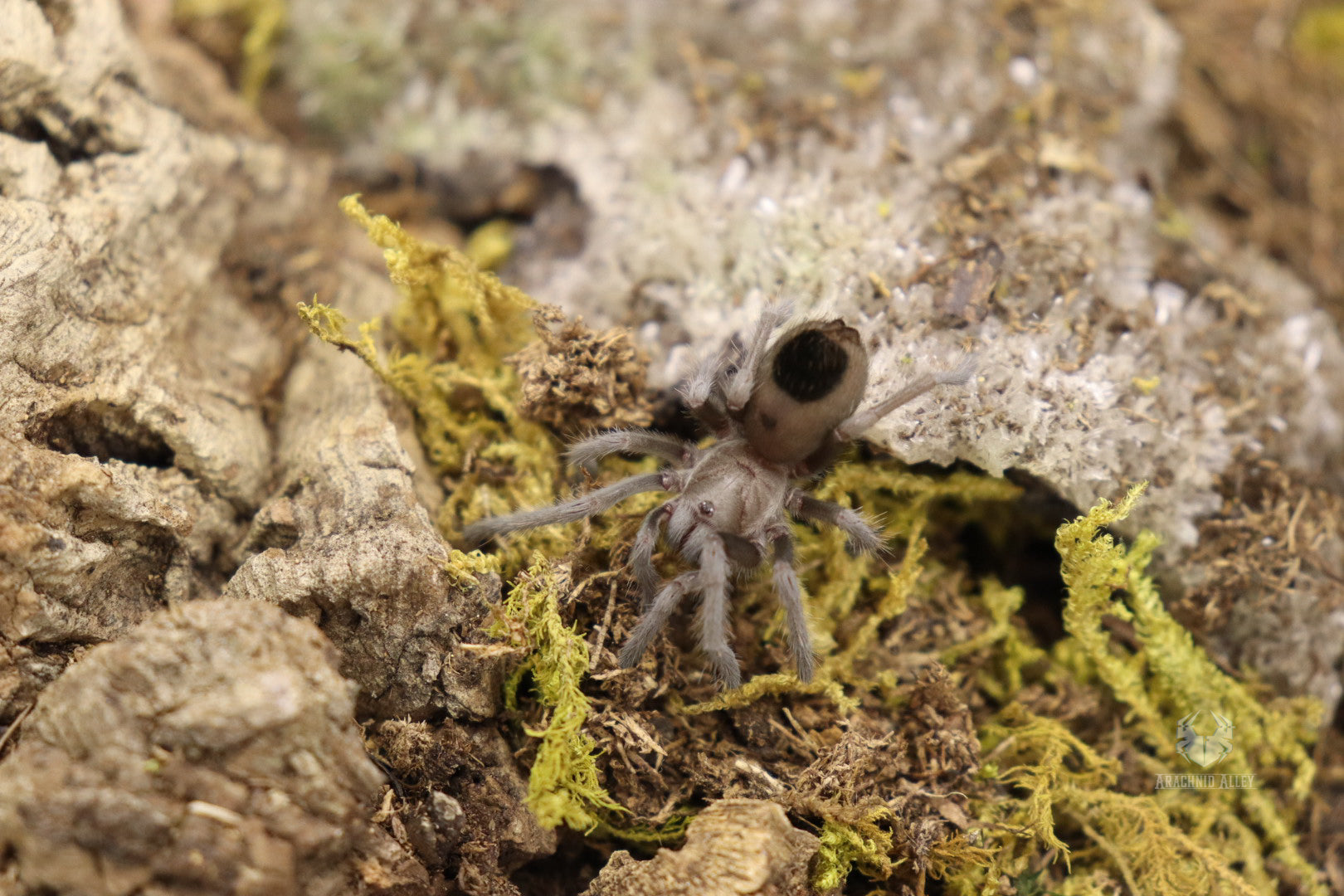 Aphonopelma Chalcodes (Arizona Blonde Tarantula)