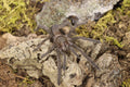 Phlogius sp. Black (Black Whistling Spider)