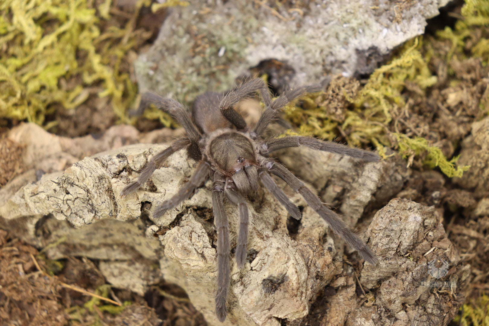 Phlogius sp. Black (Black Whistling Spider)