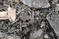 Temperate White Springtails (Folsomia Candida)