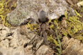 Catumiri Parvum (Uruguayan Copper Dwarf Tarantula)