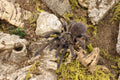 Phormictopus Sp. Sierra Del Borocco (Midnight Nebula)