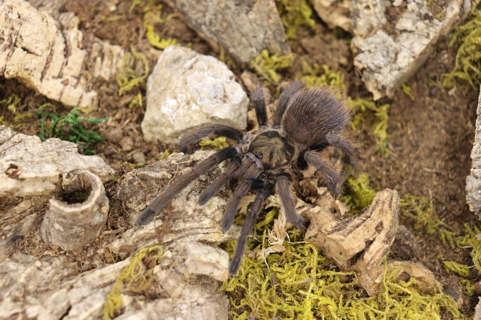 Phormictopus Sp. Sierra Del Borocco (Midnight Nebula)