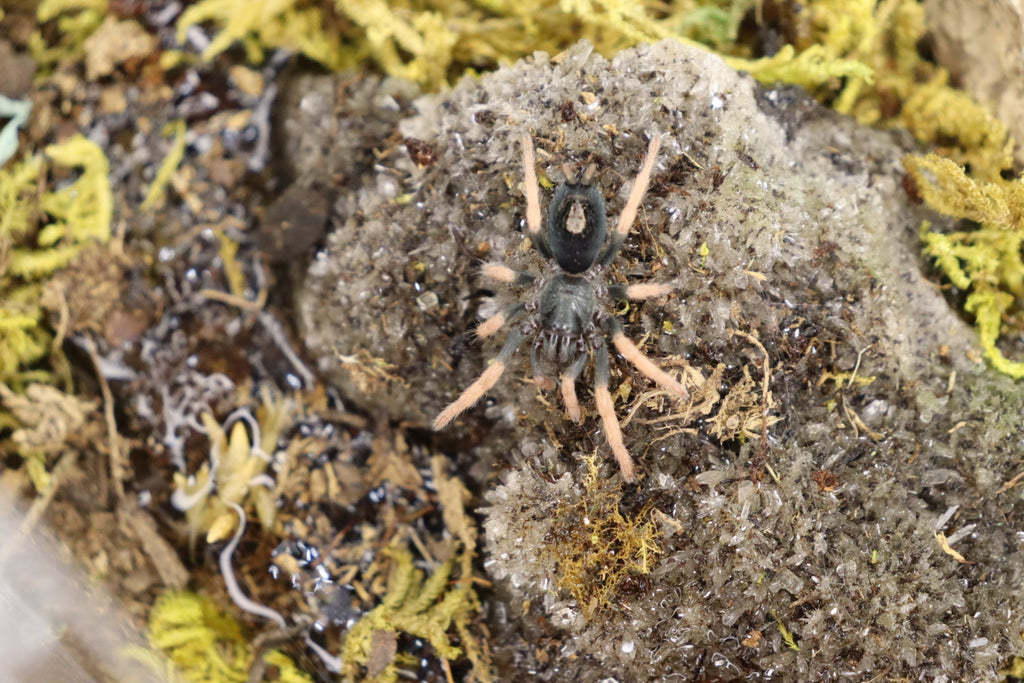 Kochiana Brunnipes (Dwarf Pink Leg Tarantula)