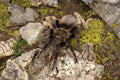 Tliltocatl Epicureanus (Yucatan Rust Rump Tarantula)