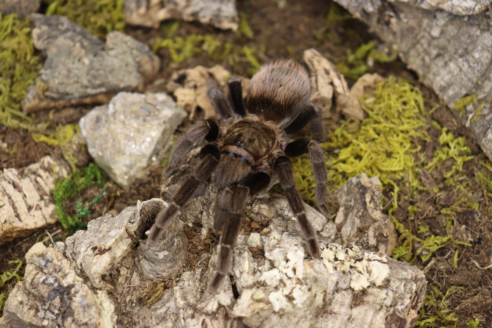 Tliltocatl Epicureanus (Yucatan Rust Rump Tarantula)