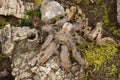 Psalmopoeus Pulcher (Panama Blonde Tarantula)