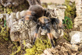 Brachypelma Emilia (Mexican Redleg Tarantula)