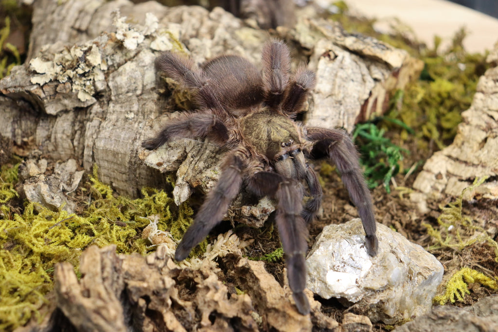 Tapinauchenius Rasti (Caribbean Diamond Tarantula)