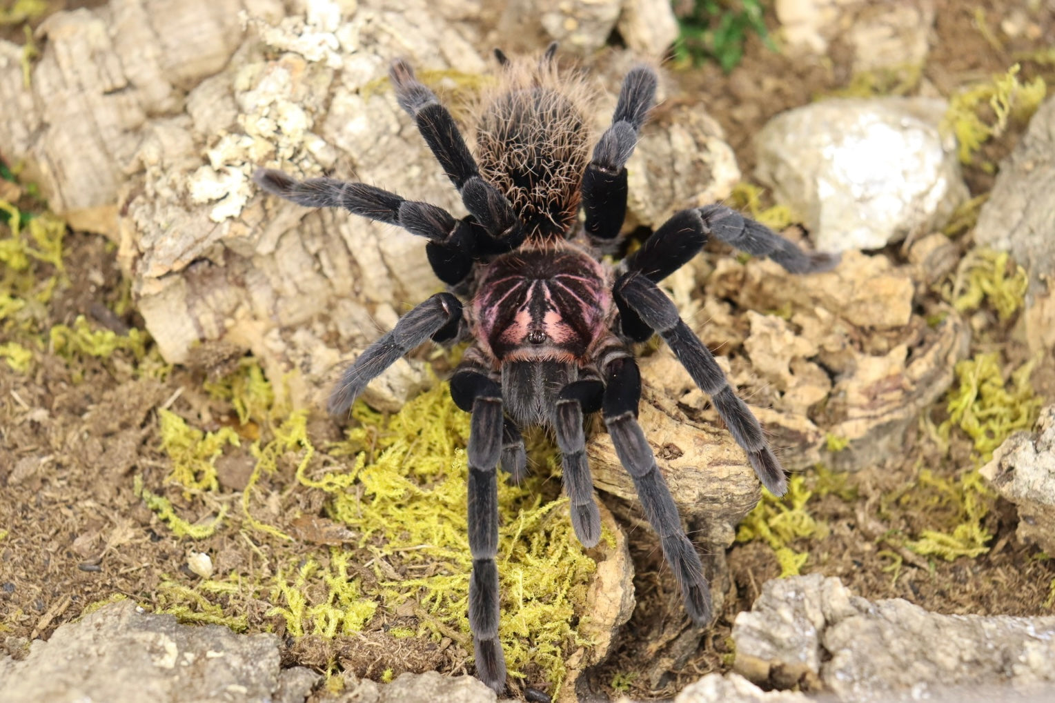 Xenesthis Immanis (Colombian Lesser Black Tarantula)