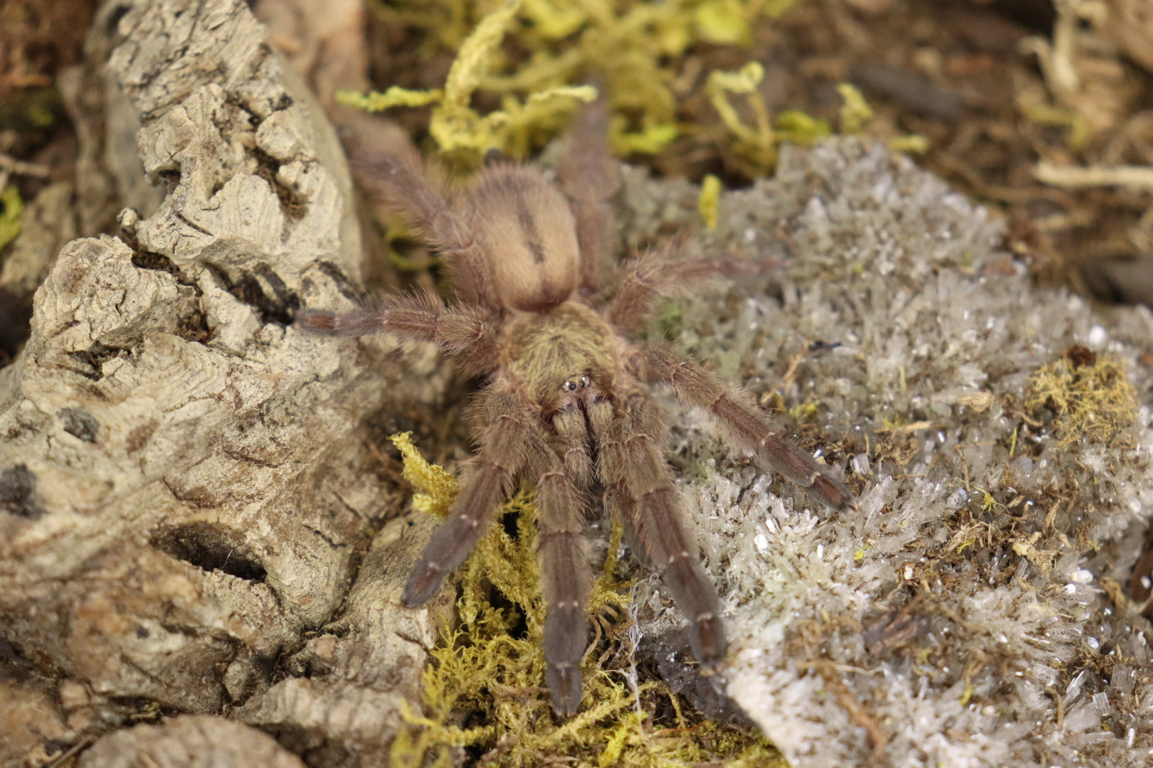 Tapinauchenius Rasti (Caribbean Diamond Tarantula)