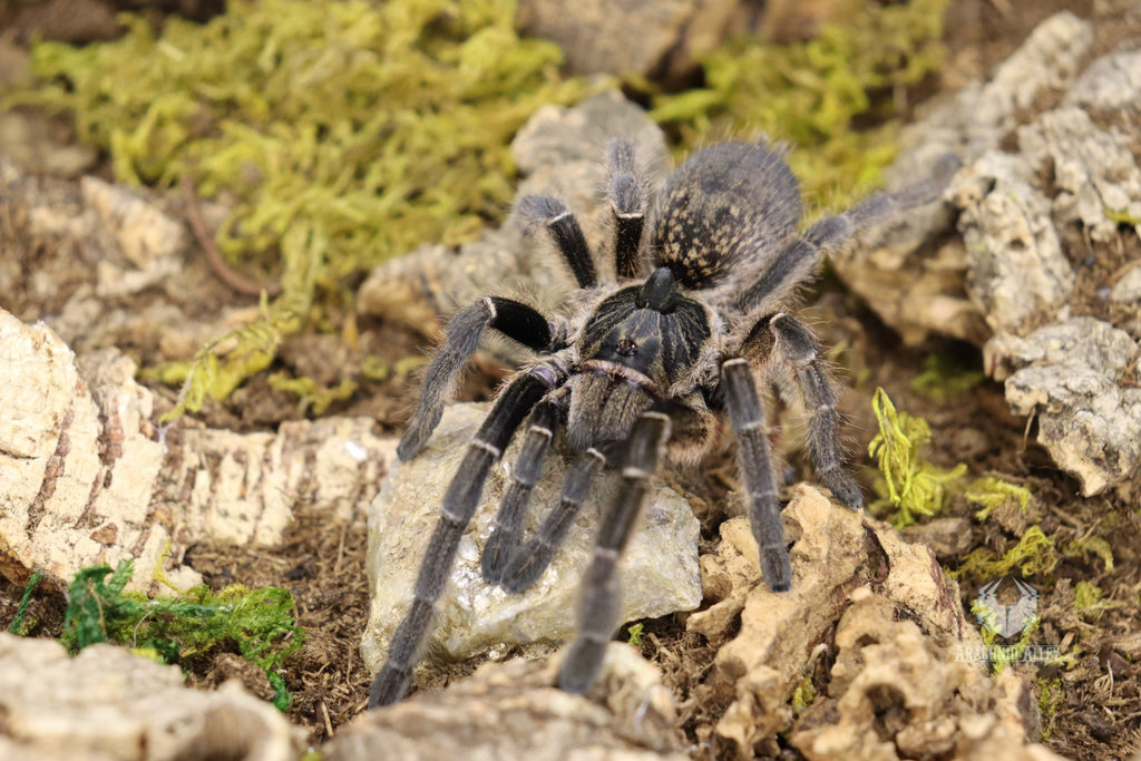 Ceratogyrus Darlingi (Rear Horned Baboon Tarantula) – Arachnid Alley