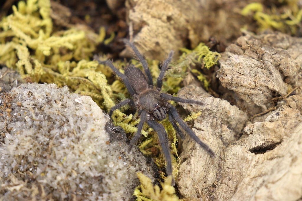 Orphanaecus Sp Marinduque Purple Tarantula