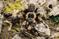 Brachypelma Hamorii (Mexican Redknee Tarantula)