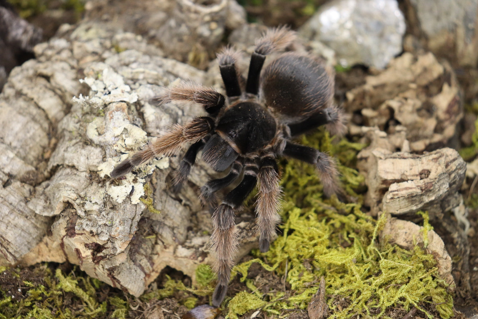 Brachypelma Klaasi (Mexican Pink Tarantula)
