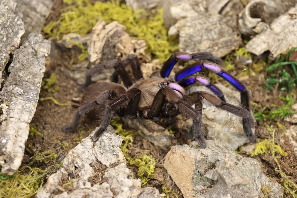 Chilobrachys Natanicharum (Electric Blue Tarantula)